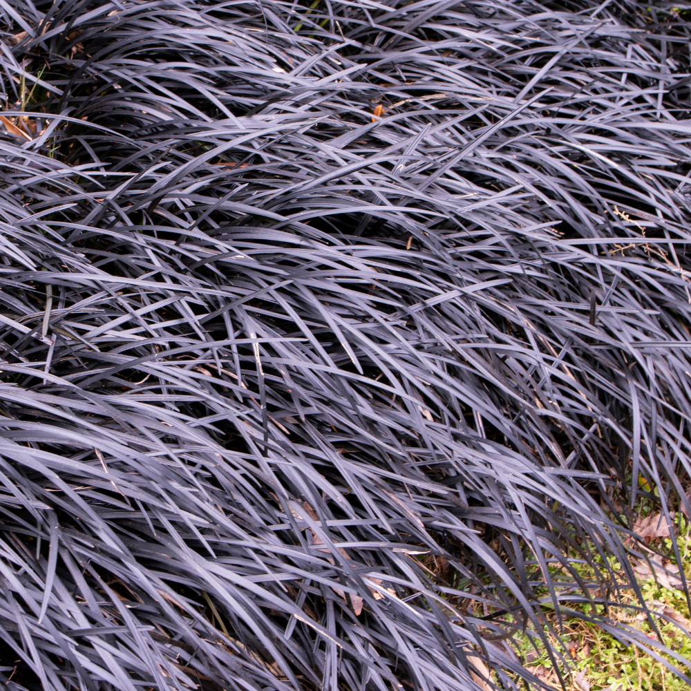 Ophiopogon Black Mondo Grass