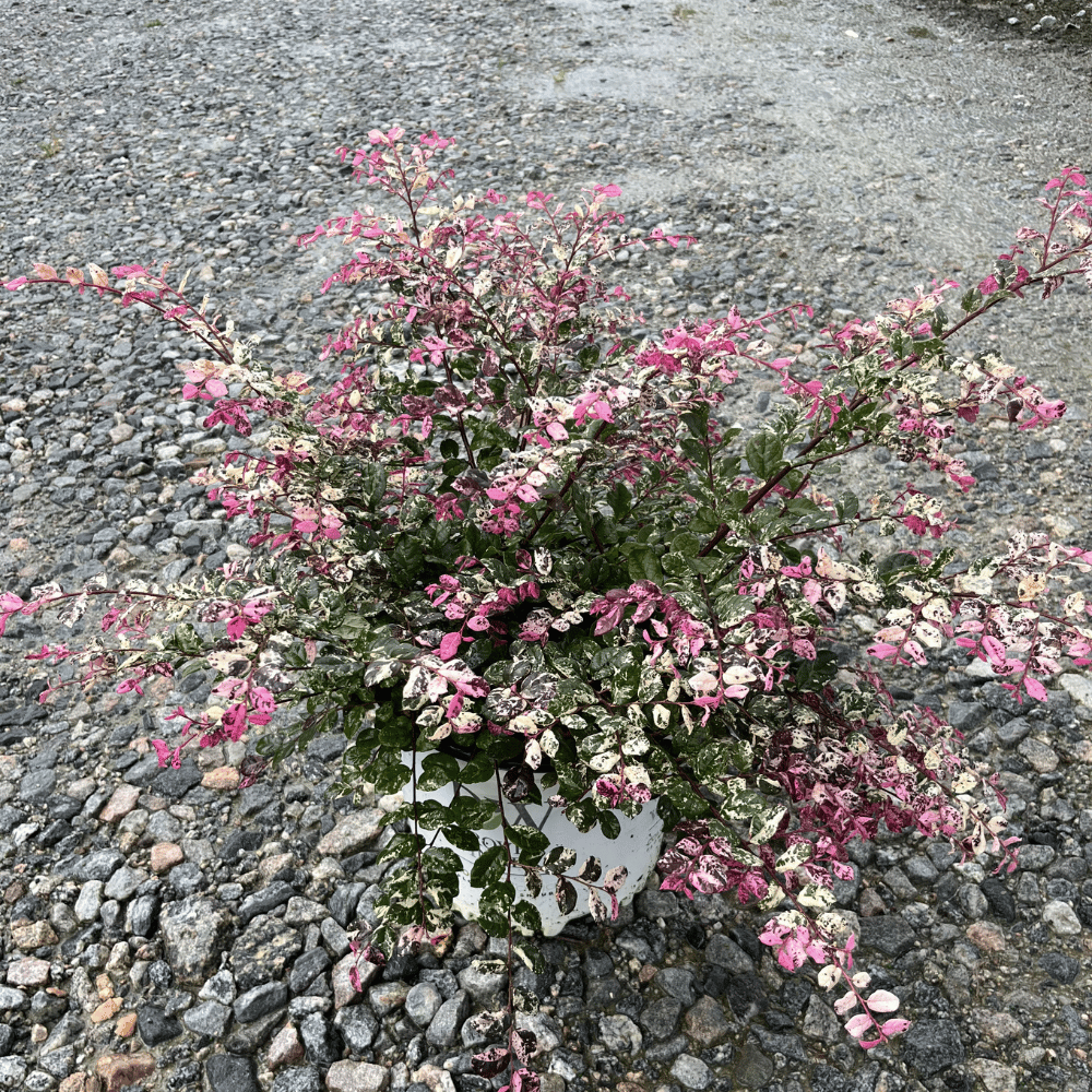 Loropetalum Jazz Hands® Variegated