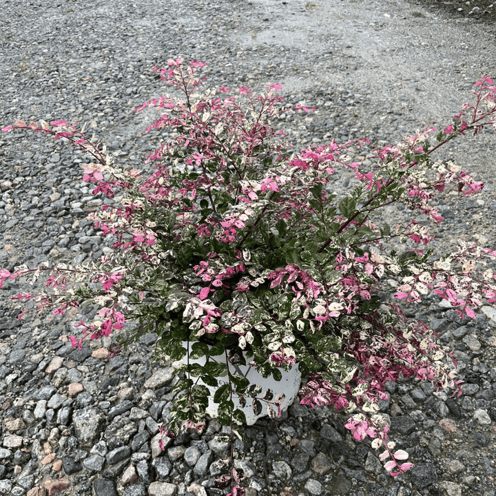 Loropetalum Jazz Hands® Variegated
