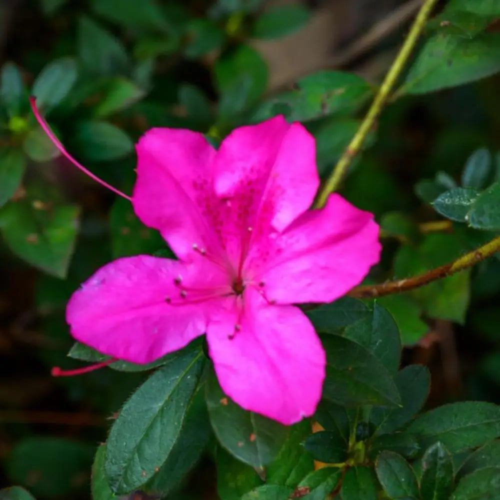 Autumn Royalty® Encore® Azalea with large purple-pink flowers and green foliage