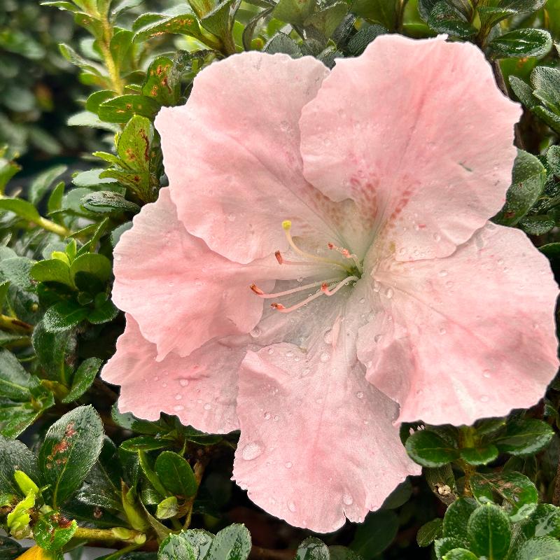 Hilda Niblett Azalea with white pink and peach flowers