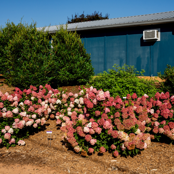 Spring Sizzle Hydrangea with deep red to rosy pink mophead flowers