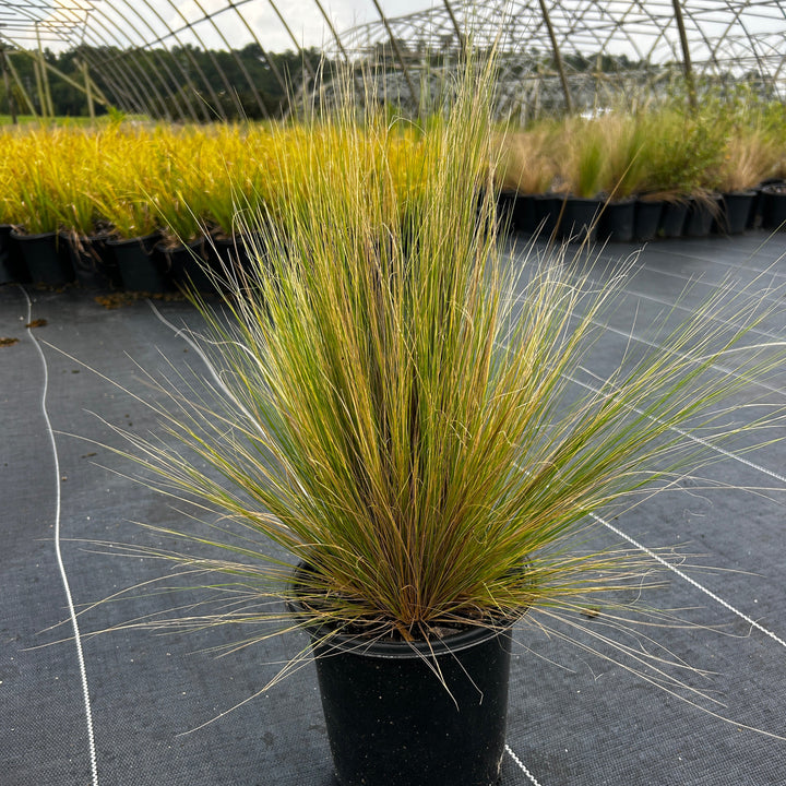 Nassella Mexican Feather Grass