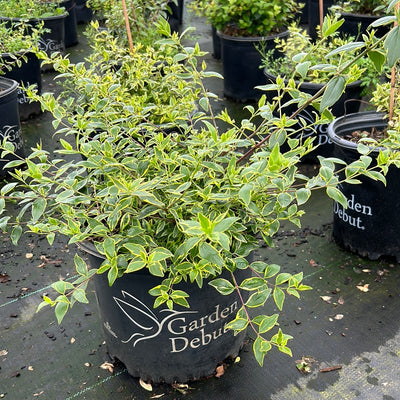 Abelia x grandiflora 'Hopley's' ~ Twist of Lime Abelia