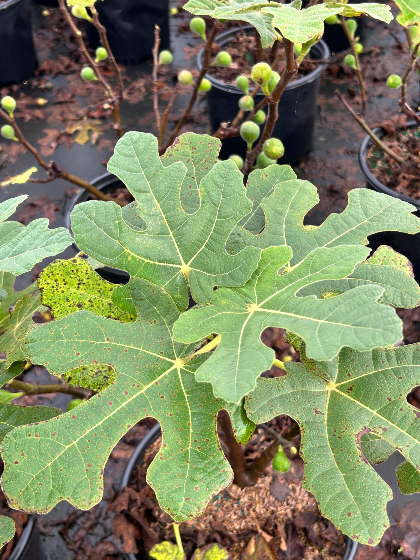 Fignomenal® Dwarf Fig