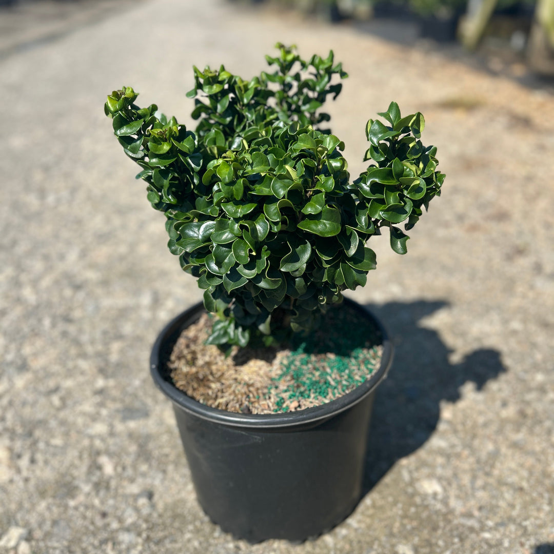 Ligustrum Coriaceum