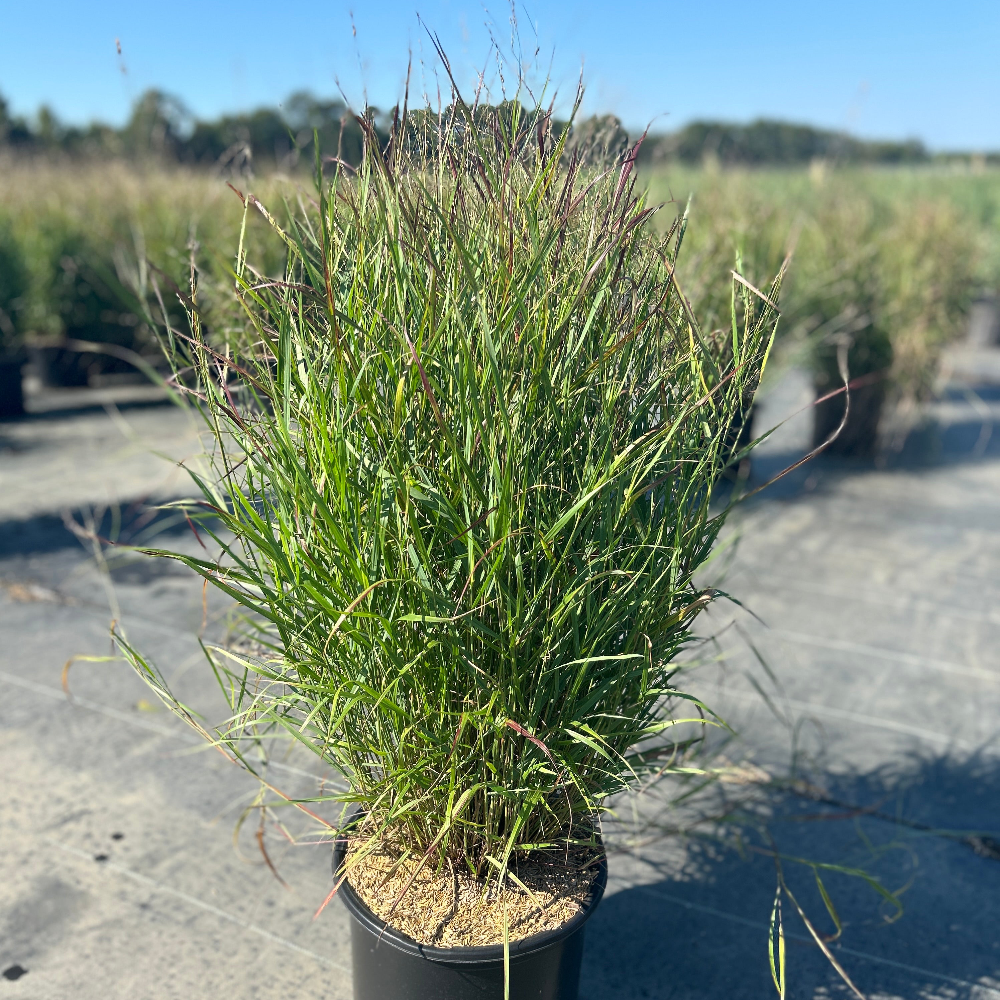 A potted ornamental grass plant with long green blades and fine reddish-purple seed heads, photographed outdoors in a nursery row with other plants and a clear blue sky in the background.