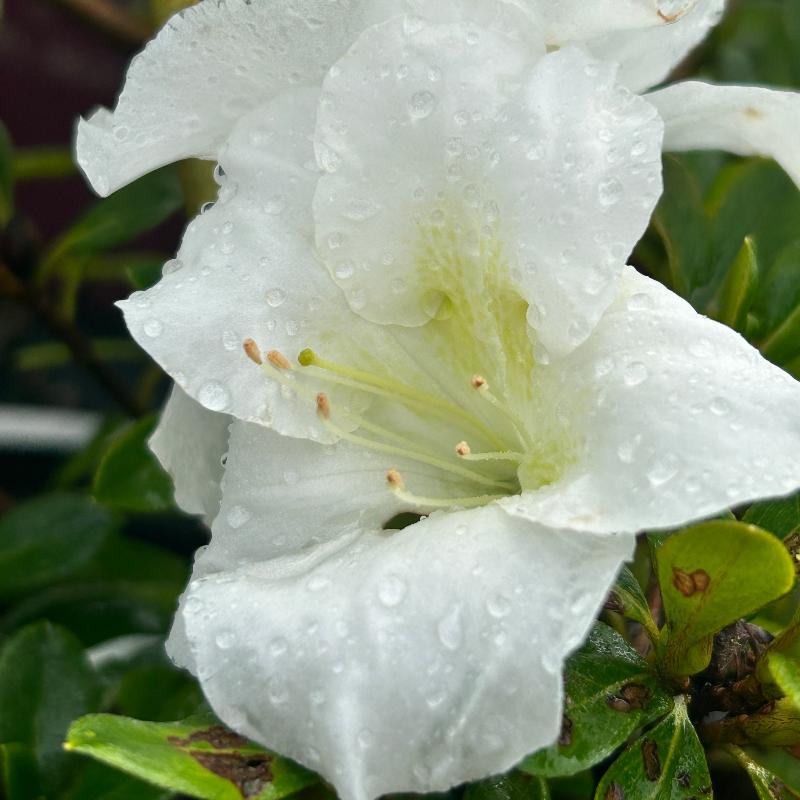 Autumn Angel® Encore® Azalea with pure white flowers and green foliage