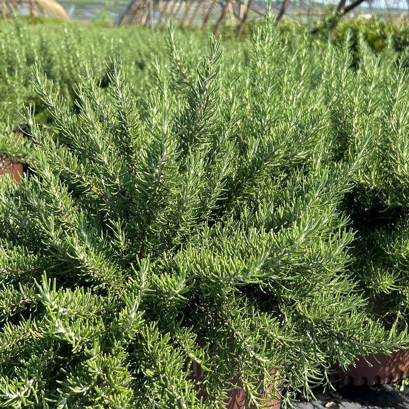 Chef’s Choice® Rosemary