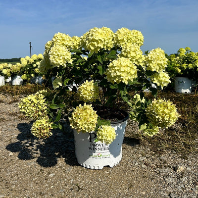 Hydrangea paniculata 'Jane' PP22,330 ~ Proven Winners® Little Lime® Hydrangea