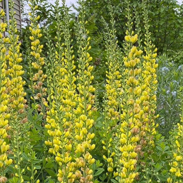 Prairieblues™ Solar Flare False Indigo growing in a landscaped garden