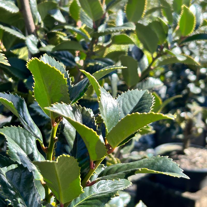 Ilex Liberty™ evergreen shrub with glossy green leaves, dense foliage, and upright growth habit, ideal for hedges or landscaping.