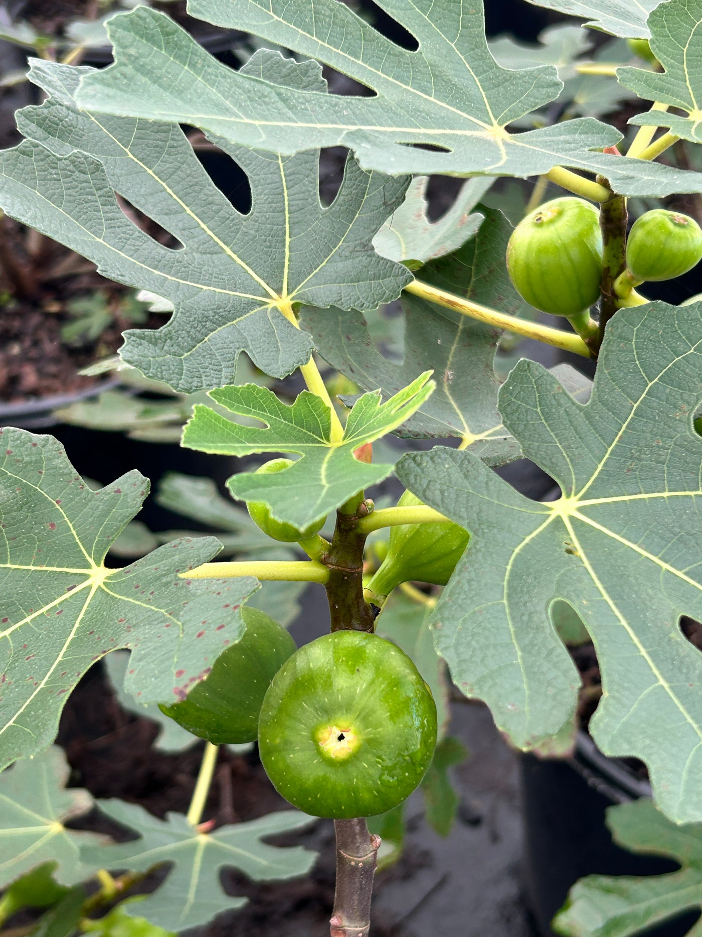 Brown Turkey Fig