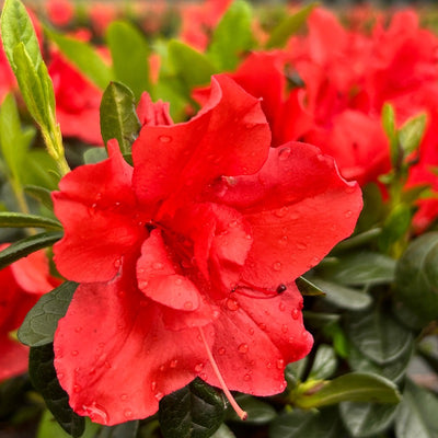 Rhododendron ‘Roblen’ ~ Encore® Autumn Sunset™ Azalea