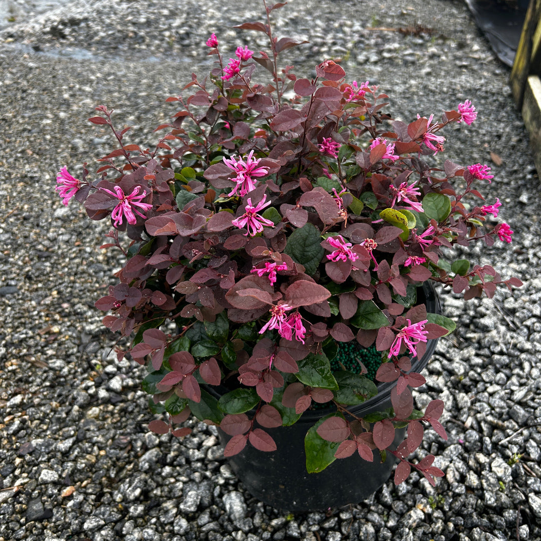 Loropetalum Ruby