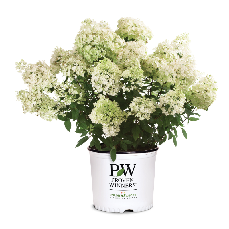 Proven Winners® Color Choice® Bobo® Hydrangea