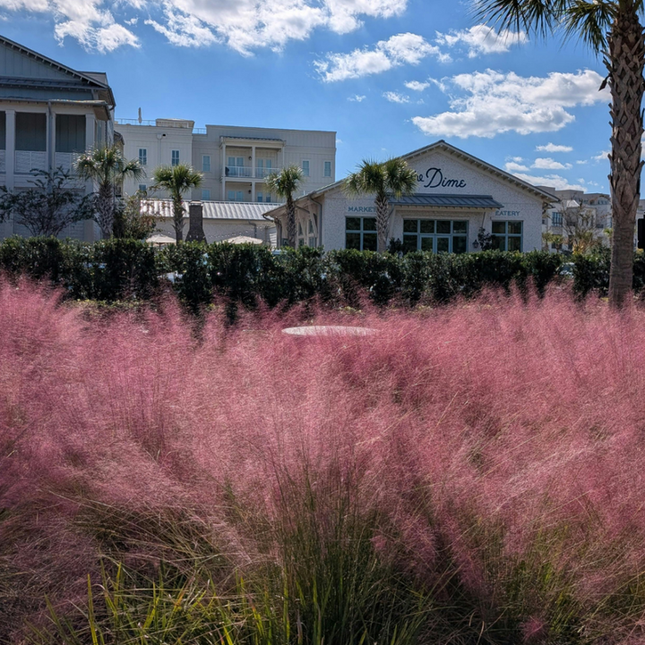 Muhlenbergia capillaris