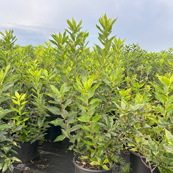 Ilex Winter Red