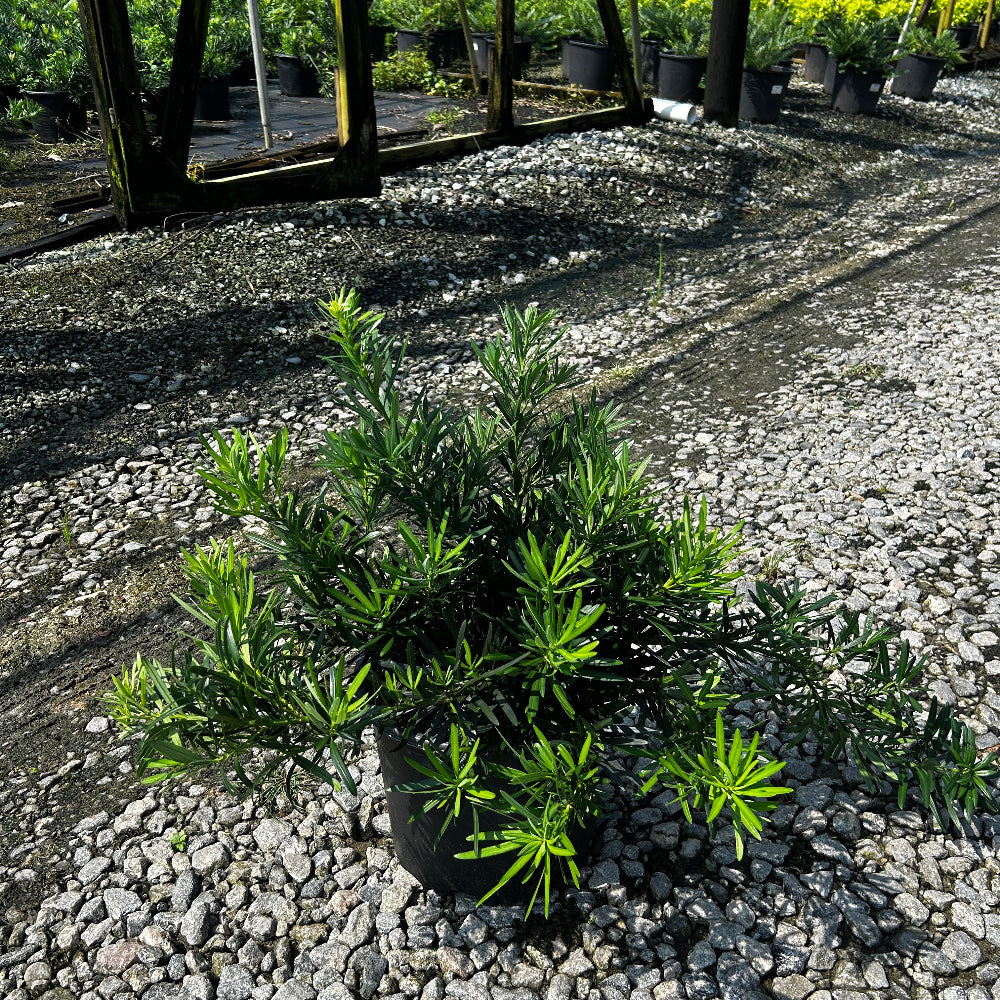 Pringles Dwarf Podocarpus with dense rounded deep green foliage