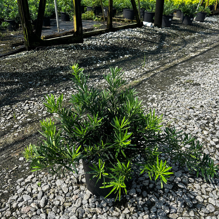 Pringles Dwarf Podocarpus with dense rounded deep green foliage