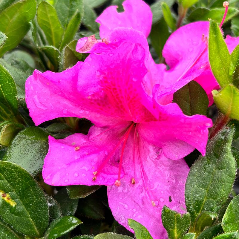 Encore® Autumn Royalty™ Azalea