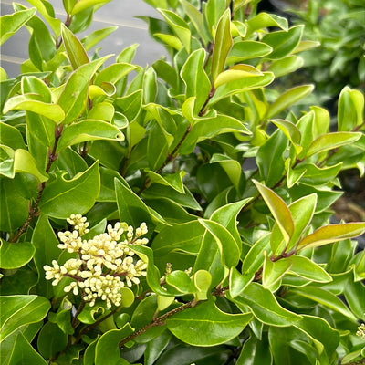 Ligustrum japonicum 'Recurvifolium' ~ Recurve Ligustrum