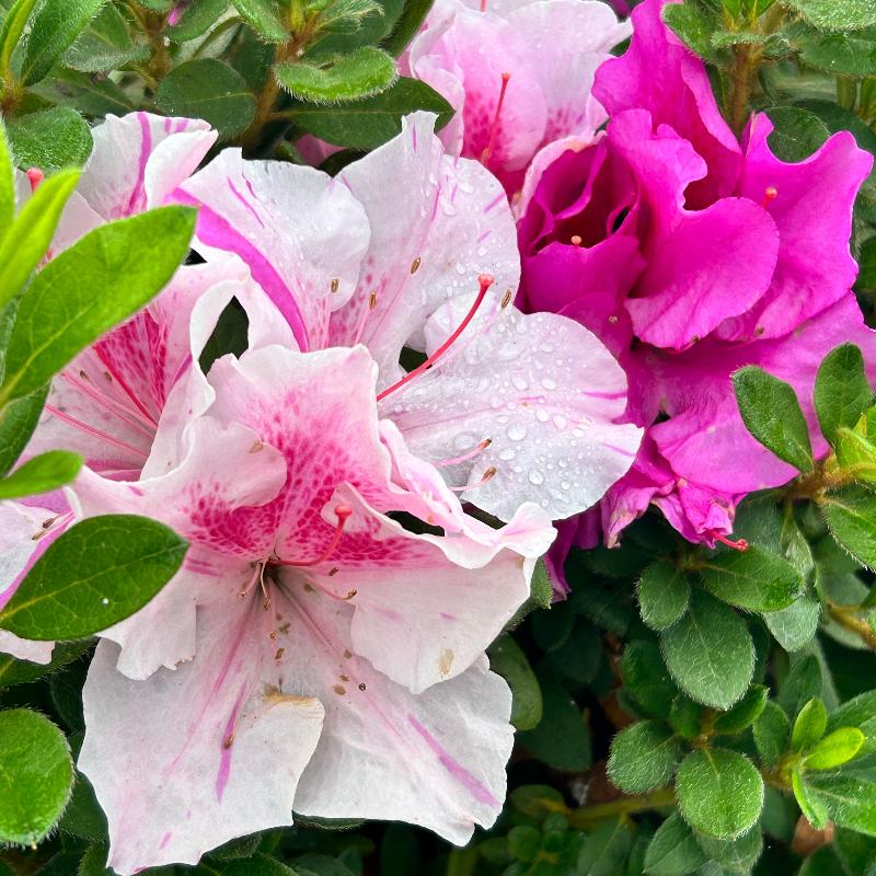 Encore® Autumn Twist™ Azalea