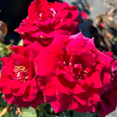 Echo® Brindabella™ Crimson Knight Rose