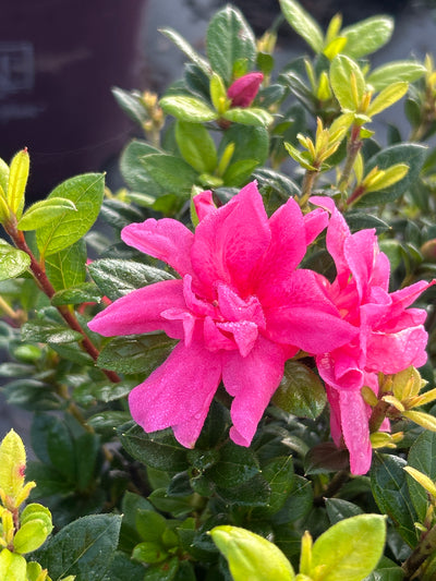 Encore® Autumn Empress™ Azalea