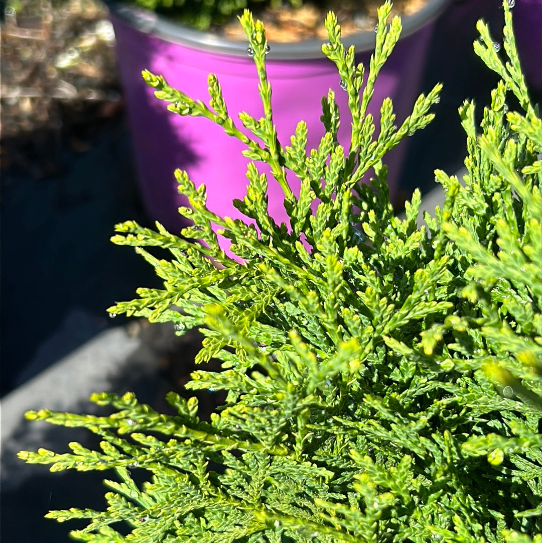 Thuja occidentalis 'RUTTHU5' ~ First Editions® Tall Guy™ Arborvitae