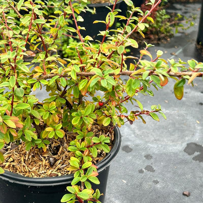 Coral Beauty Cotoneaster