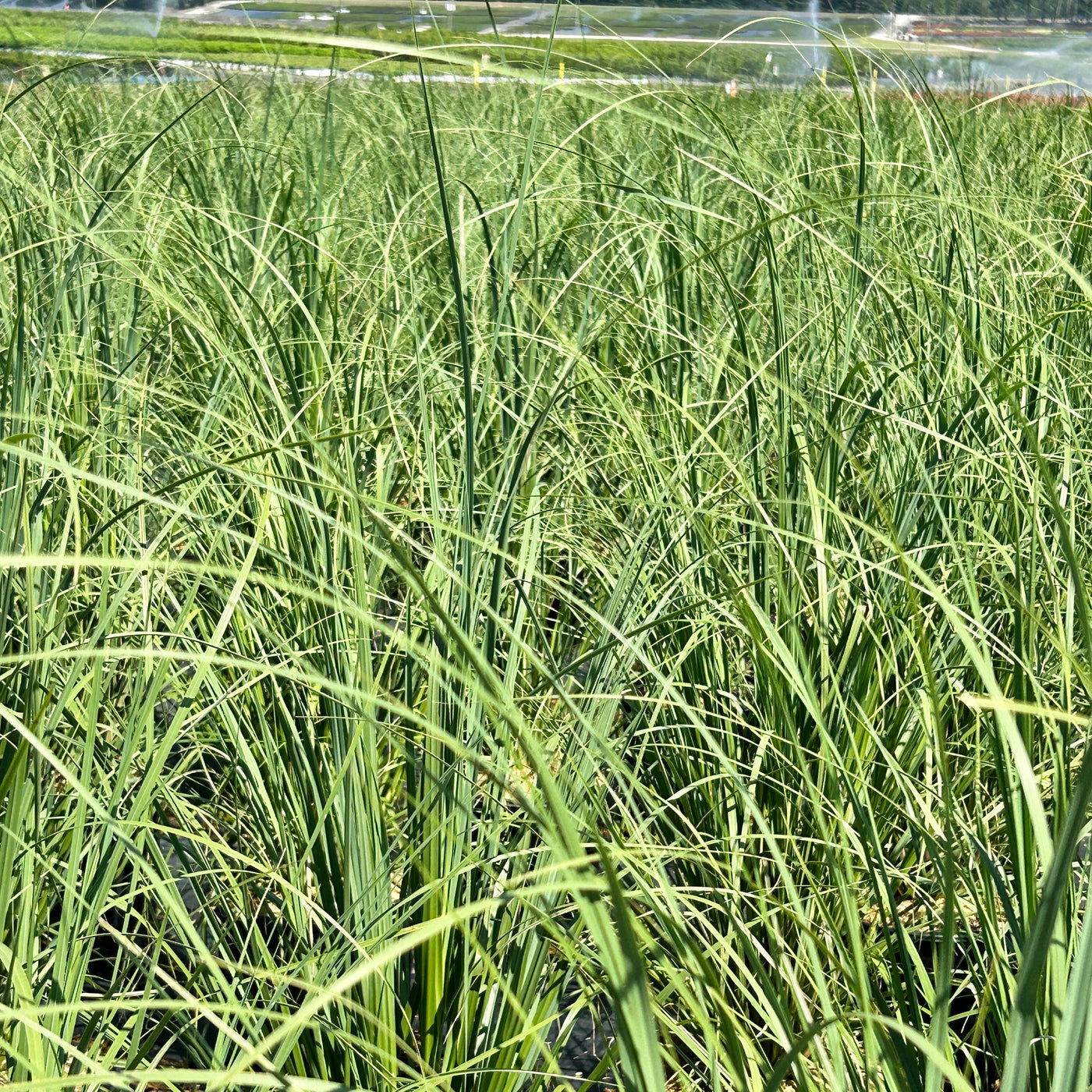 Cortaderia selloana ~ Pampas Grass