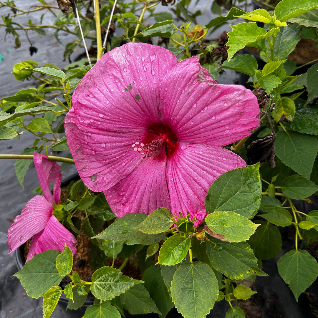 Hibiscus Luna™ Rose