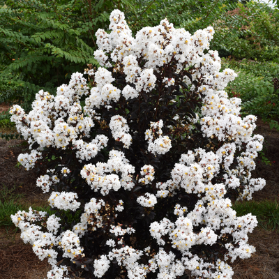 Lagerstroemia 'Baillagone' PP30,360 ~ First Editions® Lunar Magic® Crape Myrtle