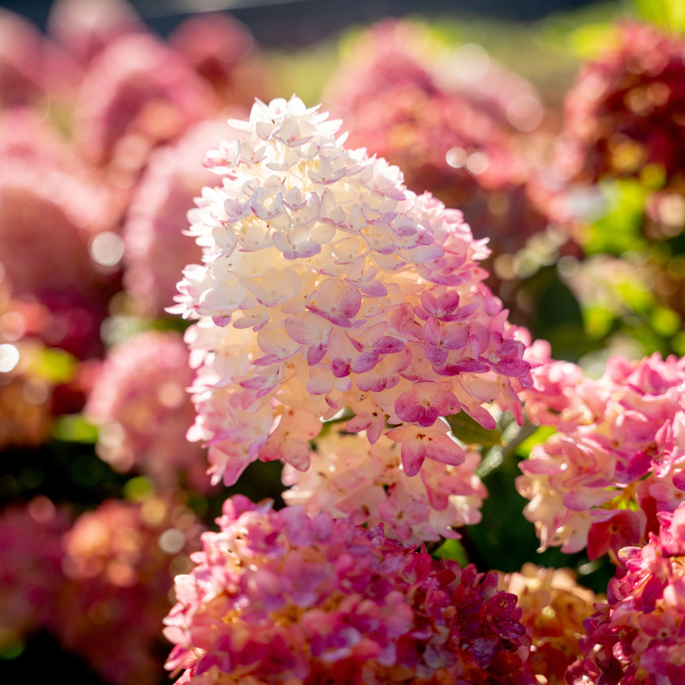 Spring Sizzle Hydrangea with deep red to rosy pink mophead flowers