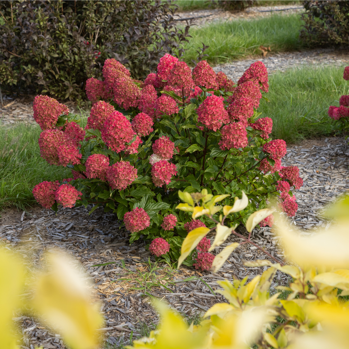 Spring Sizzle Hydrangea with deep red to rosy pink mophead flowers