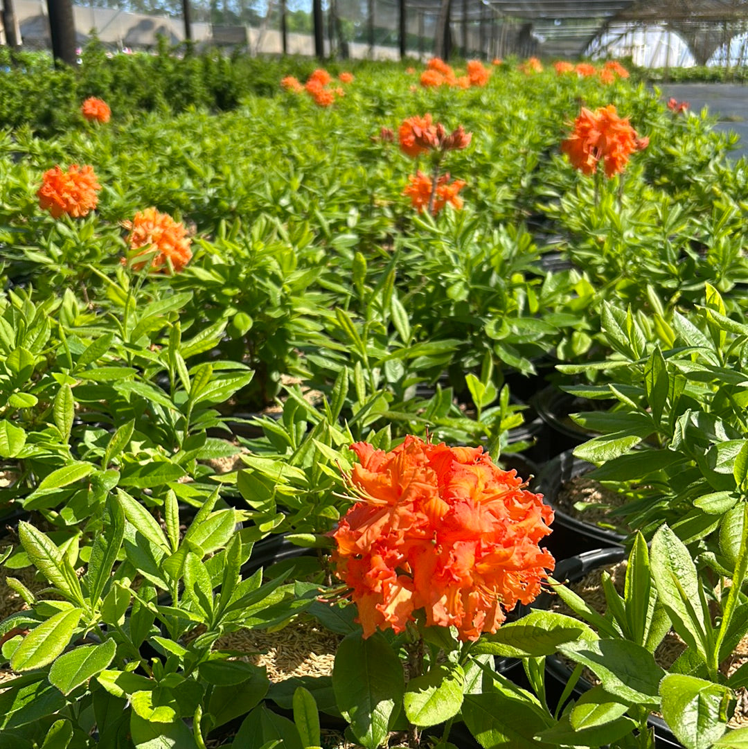 Gibraltar Azalea with clusters of fragrant frilly orange flowers