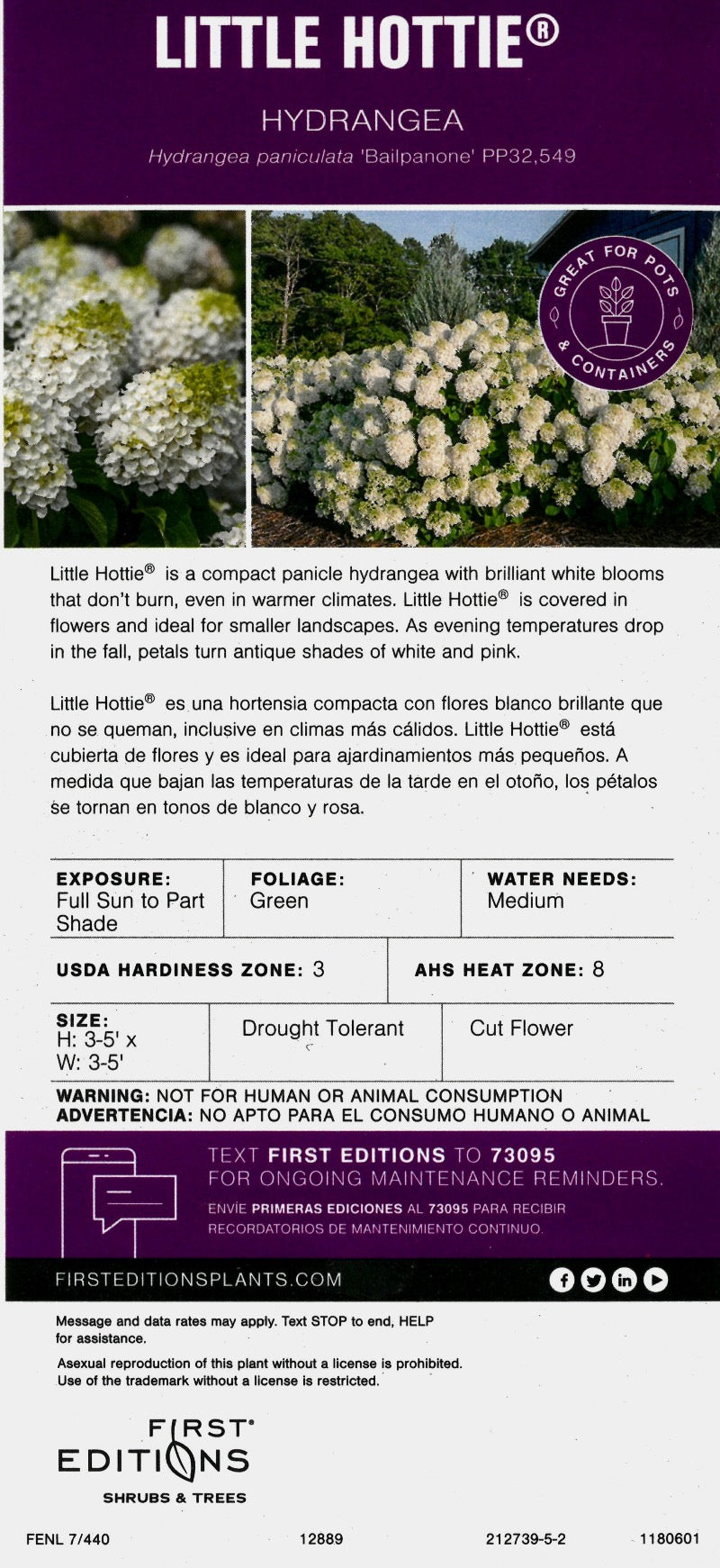 Hydrangea paniculata 'Bailpanone' PP32,549 ~ First Editions® Little Hottie® Hydrangea
