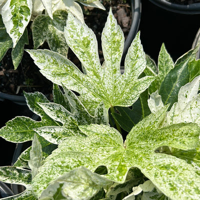 Fatsia japonica 'Spider's Web' ~ Spider's Web Fatsia