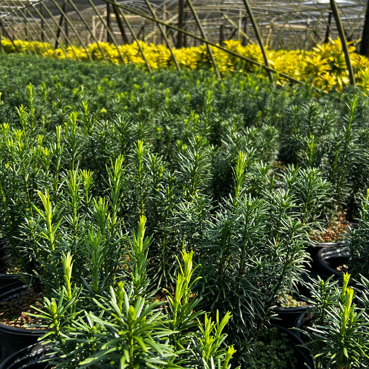 Fastigiata Japanese Plum Yew with upright dark green foliage