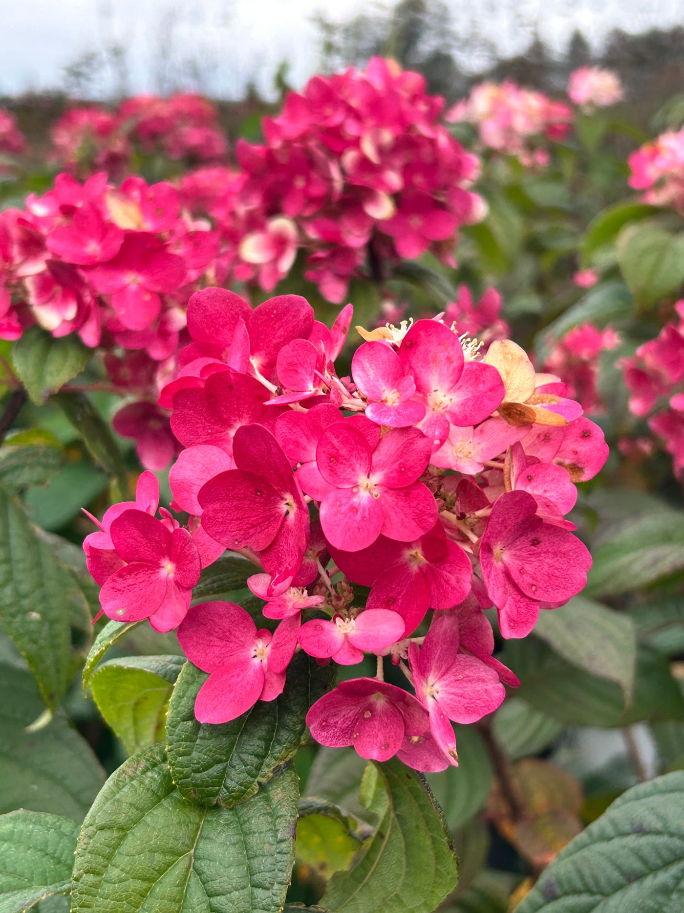 Fire Light® Hardy Hydrangea