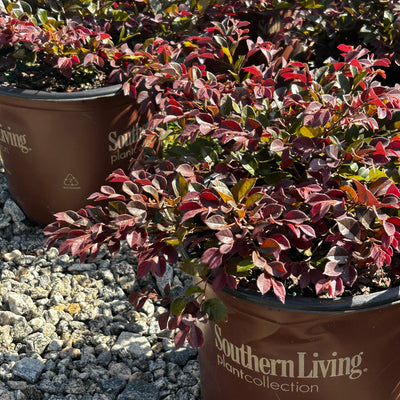 Loropetalum Purple Daydream - GoBuyPlants