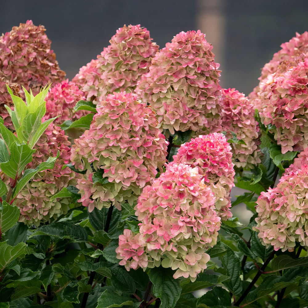 Spring Sizzle Hydrangea with deep red to rosy pink mophead flowers