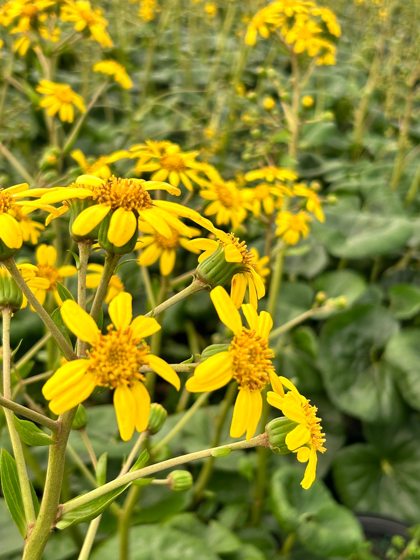 Giant Leopard Plant