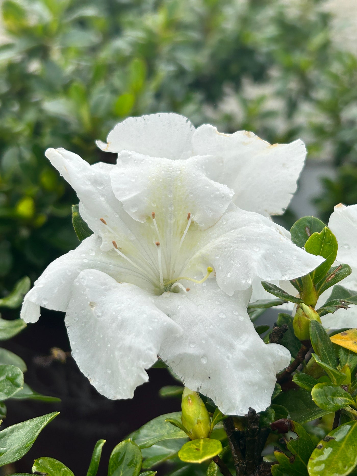 Rhododendron 'Robleg’ ~ Encore® Autumn Angel™ Azalea