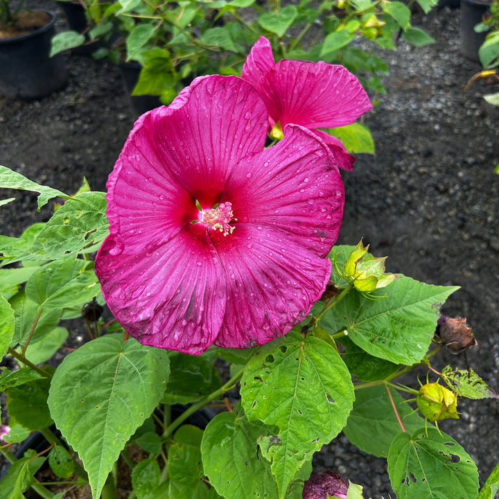 Hibiscus Luna Red