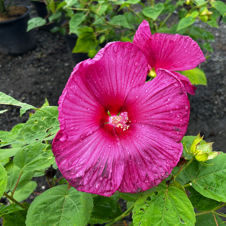 Hibiscus Luna Red