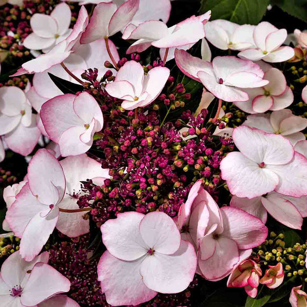 Game Changer® Picotee Hydrangea