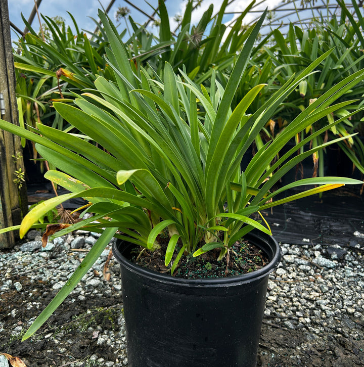 Agapanthus &