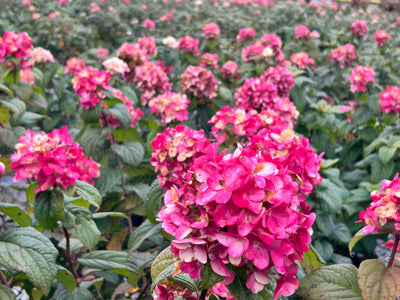 Fire Light® Hardy Hydrangea